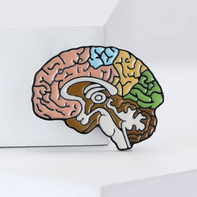 Colorful Anatomical Brain brooch shown from the front