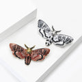 Metal Alloy Enamel Moth Brooch Pin For Suits And Coats view 3