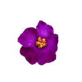 Six Color Large Artificial Hibiscus Duckbill Hair Clip Assortment view 5