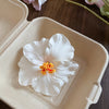 White Hibiscus