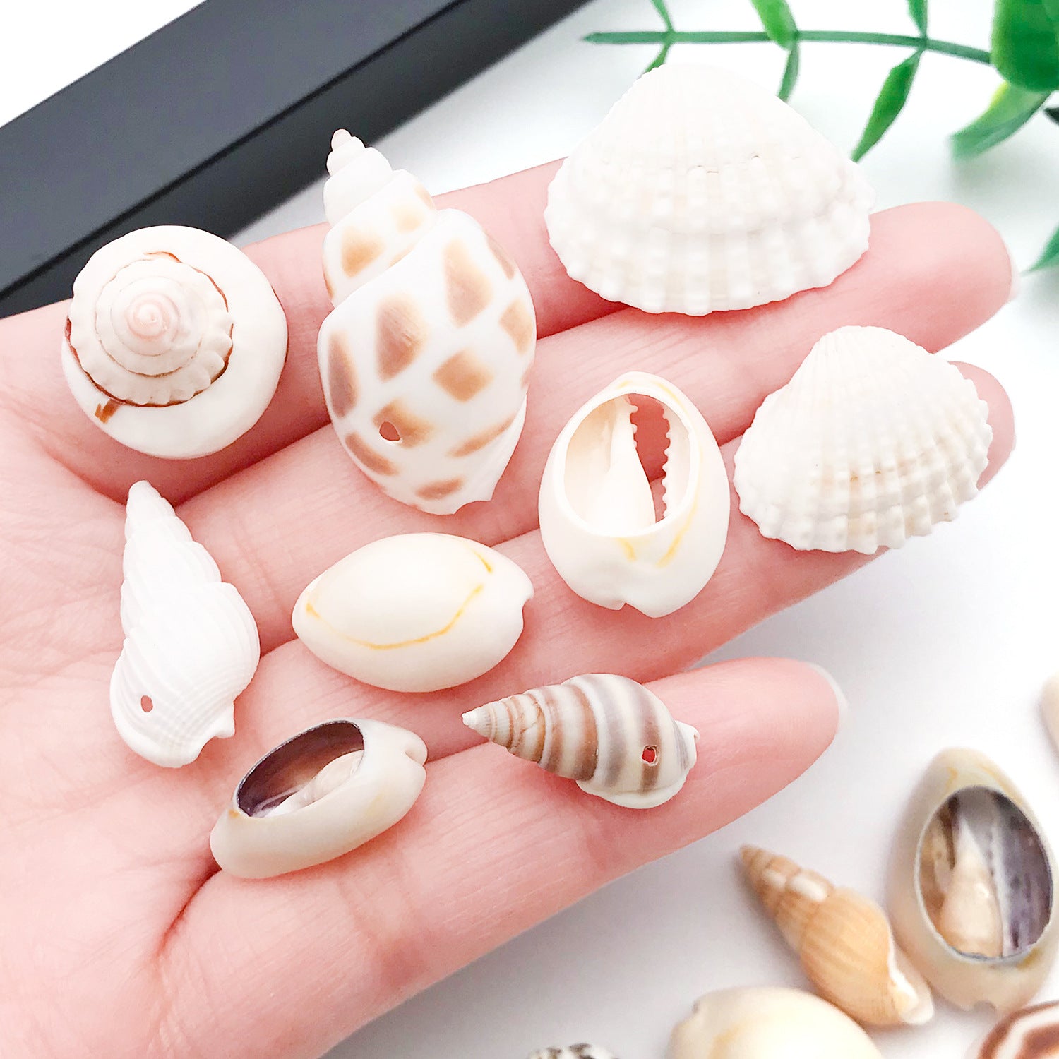 Natural Shell Conch Bead Charm Pendant for DIY Earrings Necklace and Hat Jewelry