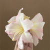 Pink Lilies
