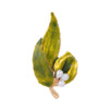 Yellow Leaf