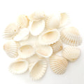 Yellow Seashell Shell Charms with 4 Listed Options view 6