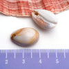 Blue Seashell 3