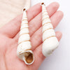 Brown Seashell 12