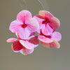 Pink Petals