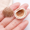 Brown Shell 3