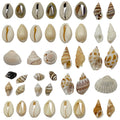 Metallic Seashell Shell Charms with 20 Listed Options view 5