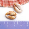 Blue Seashell 4