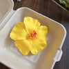 Yellow Hibiscus