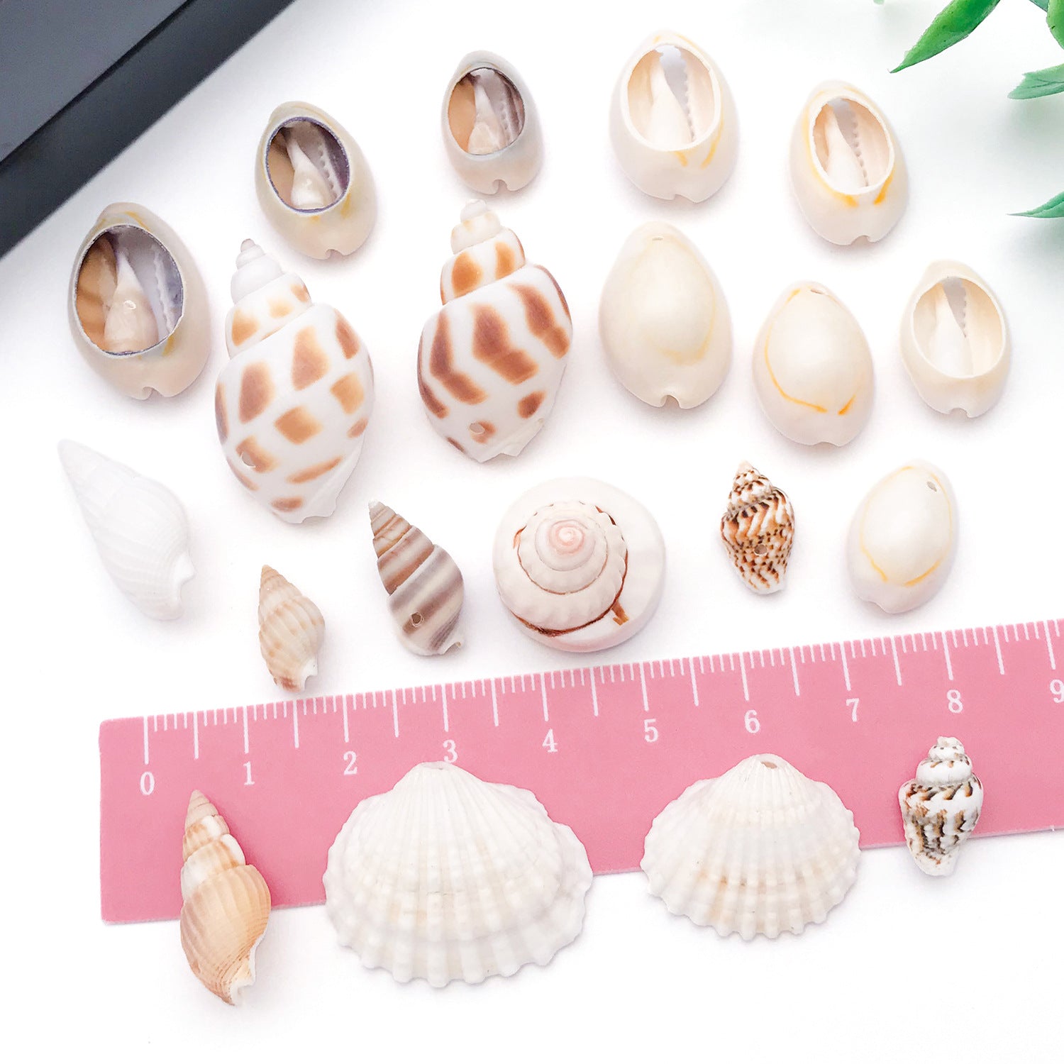 Natural Shell Conch Bead Charm Pendant for DIY Earrings Necklace and Hat Jewelry
