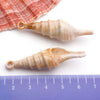 Blue Seashell 15