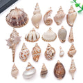 Gold-Tone Seashell Shell Charms with 69 Listed Options view 1