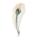 White Shell Feather Brooch With Abalone Accent for Jackets Scarves and Lapels view 5