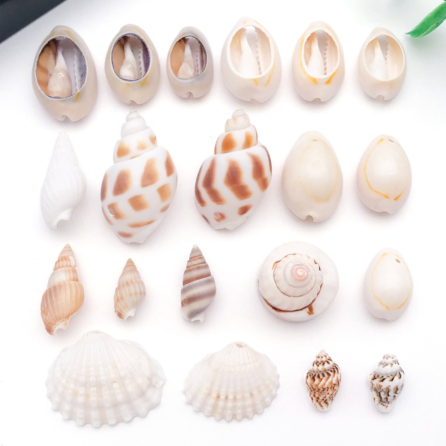 Natural Shell Conch Bead Charm Pendant for DIY Earrings Necklace and Hat Jewelry