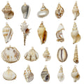 Gold-Tone Seashell Shell Charms with 69 Listed Options view 5
