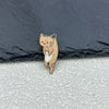 Tan Cat