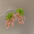 Green Bow Beaded Cascade Stud Earrings in Blue and Pink view 2