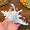 White Conch