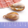 Blue Seashell 12
