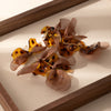 Brown Petals