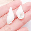 White Seashell 1
