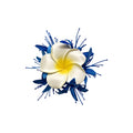 Fabric Plumeria Flower Duckbill Hair Clips Seven Colors view 5