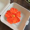 Orange Hibiscus